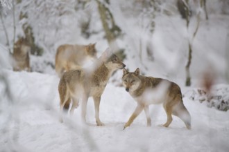 Two wolves interacting in the snow, other wolves in the background in the snowy forest, winter,