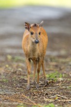 Red forest duiker (Cephalophus natalensis) antelope, iSimangaliso Wetland Park, St. Lucia,