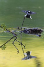Pied Wagtail (Motacilla alba yarrellii), adult bird in flight over a lake, with its reflection in