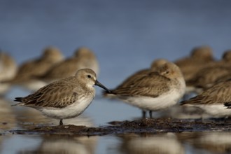 Red Knot (Calidris canutus) resting flock, Banc d'Arguin National Park, Mauritania
