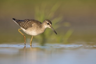 Wood Sandpiper (Tringa glareola) foraging, Poland