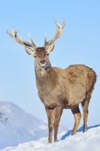 Red deer (Cervus elaphus) stag on a snowy meadow in the mountains in tirol, Kitzbühel, Wildpark
