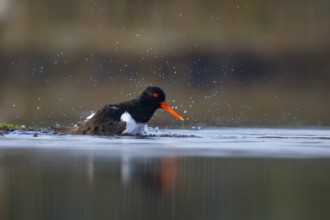 Eurasian Oystercatcher (Haematopus ostralegus) bathing, North Rhine-Westphalia, Germany