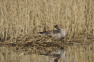 Greylag goose (Anser anser) building a nest in the reeds, North Rhine-Westphalia, Germany