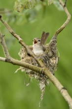 Warbling Vireo (Vireo gilvus) singing in nest, British Columbia, Canada