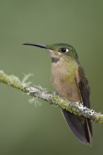 Fawn-breasted Brilliant (Heliodoxa rubinoides), Ecuador