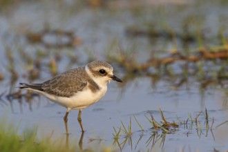 Animals, birds, plover, Kentish plover, (Charadrius alexandrinus), biotope, habitat, foraging,