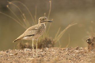 Senegal Thick-knee (Burhinus senegalensis), Gambia