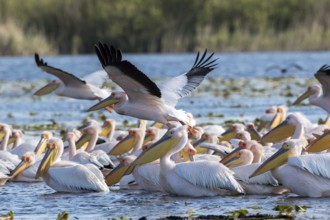 Great White Pelican (Pelecanus onocrotalus) group, Romania