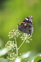 Red admiral butterfly (Vanessa atalanta) adult insect feeding on Ivy (Hedera helix) flowers in a
