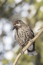 Spotted Nutcracker (Nucifraga caryocatactes), St. Gallen, Switzerland