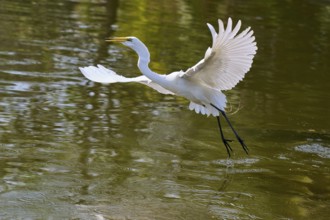 A heron flies elegantly over the water, wings in motion, Great Egret (Egretta alba), American