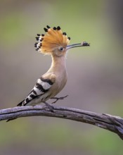 Eurasian Hoopoe (Upupa epops) with food in beak, Saxony-Anhalt, Germany