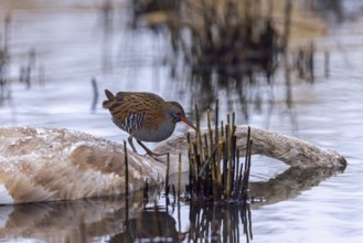 European water rail (Rallus aquaticus) adult feeding on carrion of dead mute swan in marshland in