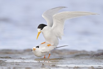 Fairy Tern (Sternula nereis) mating, Western Australia, Australia