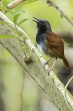 White-bellied Antbird (Myrmeciza longipes) perched on a branch in Panama