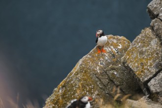 Puffins, Fratercula arctica, rest on mossy cliff edges by the sea, captured during a Norway road