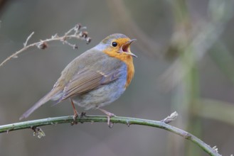 European Robin (Erithacus rubecula) singing from a twig, North Rhine-Westphalia, Germany