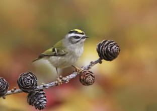 Golden-crowned Kinglet (Regulus satrapa) female, Saskatchewan, Canada