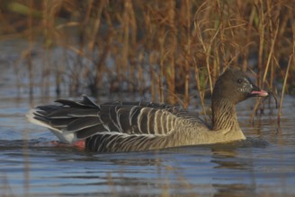 Pink-footed Goose (Anser brachyrhynchus), Schleswig-Holstein, Germany