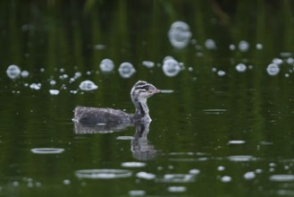 Horned Grebe (Podiceps auritus) juvenile, Iceland