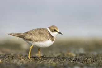 Little Ringed Plover (Charadrius dubius) juvenile, North Rhine-Westphalia, Germany
