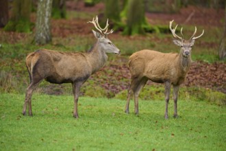 Two deer in the forest standing next to each other on a green area, red deer (Cervus elaphus),