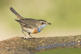 Bluethroat (Luscinia svecica svecica) male, Eilat, Israel