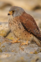 Lesser Kestrel (Falco naumanni), male portrait, Castile-La Mancha