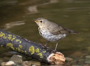 A Swainson's Thrush, Catharus ustulatus, perched in a backyard pond in Saskatoon, Saskatchewan,