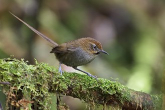 Black-throated Thistletail (Schizoeaca harterti) perched on a branch in Bolivia, South America