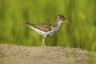 Spotted Sandpiper Actitis macularius east of Beaver, Utah, United States 4 July Adult in breeding