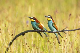 Bee-eaters (Merops apiaster) Hungary, two bee-eaters sitting on the side, pair, Hungary