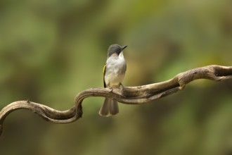 Ashy Bulbul (Hemixos flavala) perched on a branch, Yunnan, China