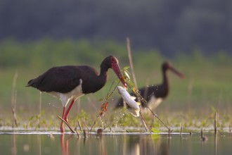 Black Stork (Ciconia nigra) with fish prey in beak, Tiszaalpár, Hungary