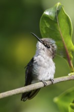 Bee Hummingbird (Mellisuga helenae) perched on a branch in Cuba