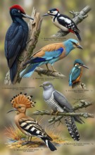 Display board birds, native birds, Great spotted woodpecker (Dromaius novaehollandiae), European