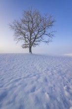 Tree, single, oak, snow, snowy, foggy mood, winter, Alpine foothills, Bavaria, Germany