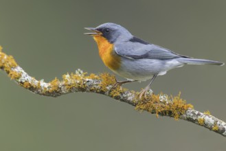 Flame-throated Warbler (Parula gutturalis) perched on a branch in Panama