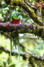 Quetzal (Pharomachrus mocinno), Trogons (Trogonidae), Central Mountain Range, San Jose Province,