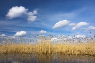 Reeds on the banks of Dümmer, Lake Dümmer, Hüde, Lower Saxony, Germany