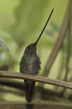 Sword-billed Hummingbird (Ensifera ensifera), Ecuador