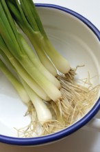 Spring onion with roots in skin, onion