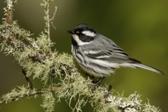 Black-throated Gray Warbler (Dendroica nigrescens) perched on a branch in British Colombia, Canada
