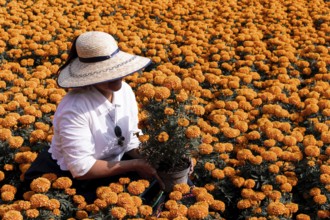 A woman bends to tend to vibrant cempasuchil flowers in Xochimilco, Mexico. These marigolds are