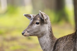 European fallow deer (Dama dama) doe, portrait, in a forest in autumn, Bavaria, Germany