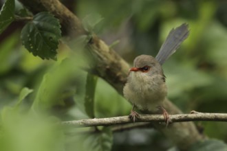 Variegated Fairywren (Malurus lamberti assimilis) female, New South Wales, Australia
