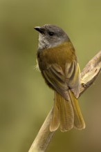 Olive Whistler (Pachycephala olivacea), Tasmania, Australia
