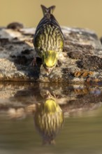 European Serin (Serinus serinus) male drinking at a waterhole, Castile and Leon, Spain