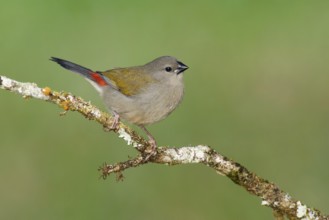 Red-browed Finch (Neochmia temporalis) juvenile, Queensland, Australia